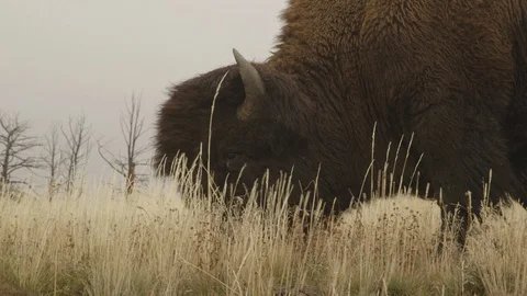 CU Giant American Bison Buffalo Grazing on the Grassland Stock Footage 122223700