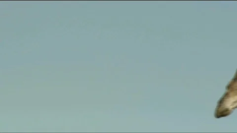 CU giraffe head enters sky frame &amp; wide 스톡 동영상 90372948