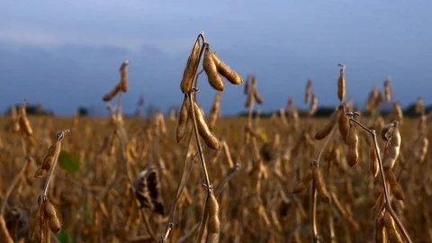 CU of GMO soybeans ripening in a midwest farm field Stock Footage 99711326