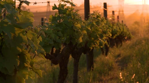 CU grapevine leaves Stock Footage 29648106