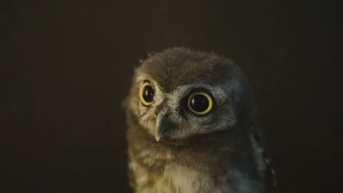 CU Great Horned Owl (Bubo virginianus) looking around at night 스톡 동영상 88594753
