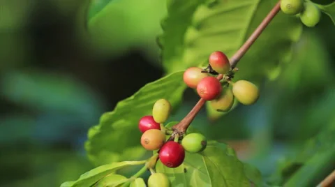CU green and red coffee beans PAN:RACK to MS coffee tree Stock Footage 5804153
