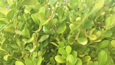 CU Green bush in the wind Stock Footage 134659924