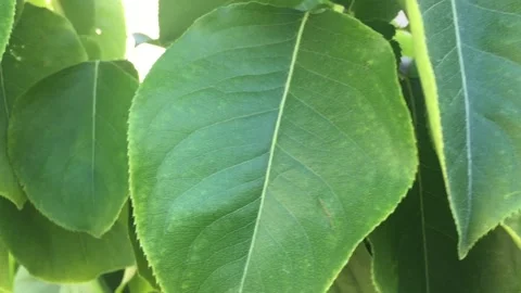 CU Green Leaves Windy Vídeo Stock 134659430