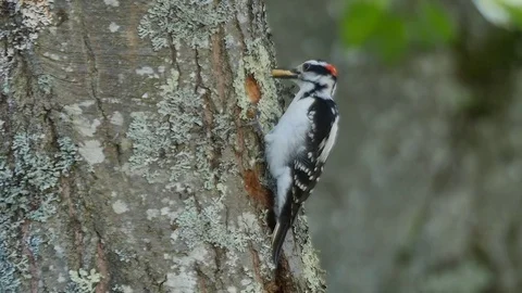 CU Hairy Woodpecker pulls grub out of oak tree holds in beak SLOW MOTION Видео 77187580