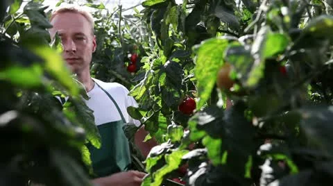 CU, Handheld PAN, man and woman picking organic tomatoes Stock Footage 10702073