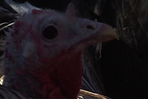 CU head and face of a chicken for sale at a sidewalk poultry market. Stock Footage 86753162
