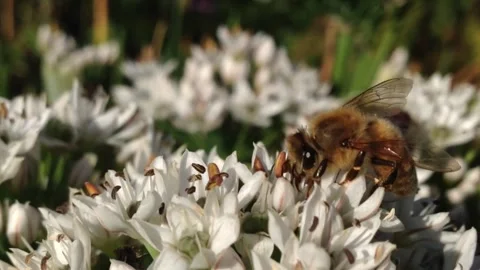 CU honey bees on white blossoms, Good insect detail    2252 Stock Footage 266312818