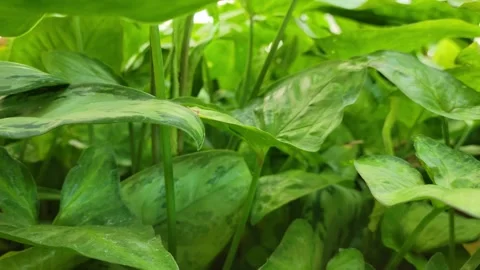CU of house plants Stock-Footage 241634775