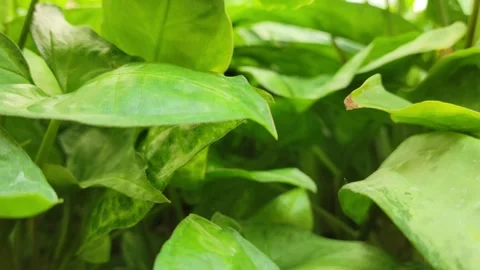 CU of house plants Stock Footage 241634865