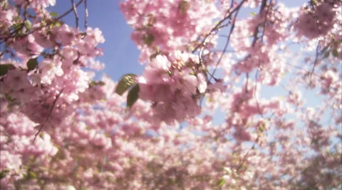 CU Human hand touching leaf of cherry tree at Kungstradgarden / Stockholm, Stock Footage 51861493