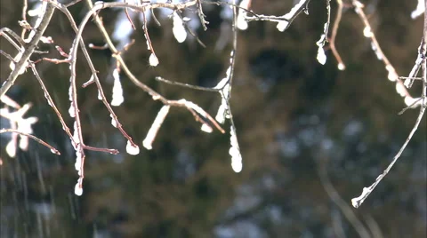 CU ice on branches 動画素材 1052151