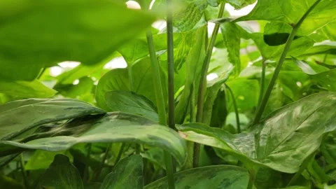 CU indoor house plants Stock Footage 241634869