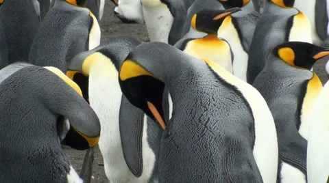 Cu kings with juvs in antarctica Stock Footage