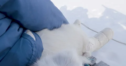 CU legs on white boots from sled Stock Footage 138236368