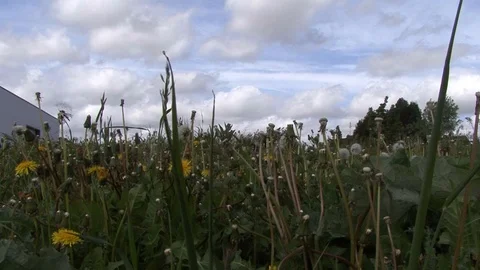 CU Low Angle of Flowers and Skyline at Messines Peace Park in Belgium Stock-Footage 98188048