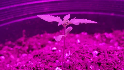 CU of a Marijuana Sprout inside a grow tent Stock Footage 255681753