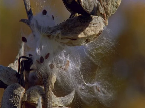 CU milkweed pods with fluff and seeds blowing in wind. Stock Footage 86751063