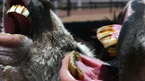 CU Mini-Donkeys Performing Stock Footage 186736091