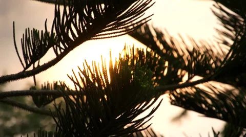 CU morning sun between sharp leaves Video stock 34970111