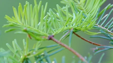 CU of new spruce needles Video stock 81724120