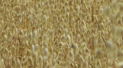 CU of oats in field Video stock 40984068