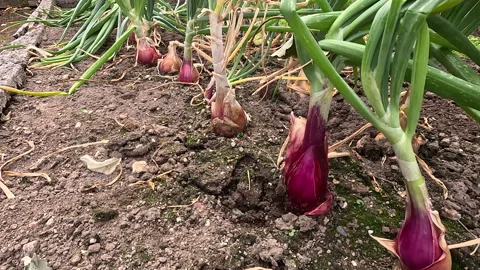 CU Onions Growing Push in Stock Footage 266481020