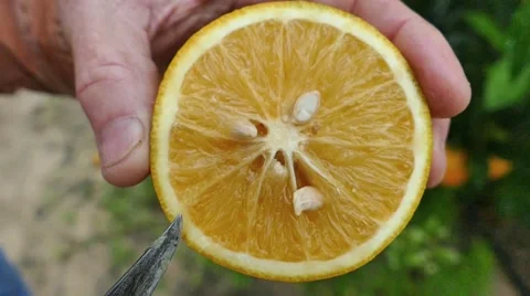 CU Orange Half Stock Footage 47375413