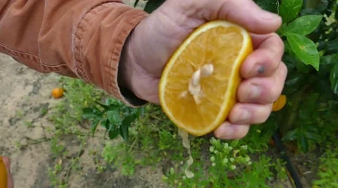 CU Orange Squeeze Stock Footage 47374446