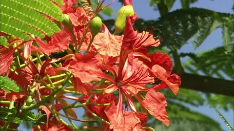 CU orange/red flowers, Guana Stock Footage 22664795