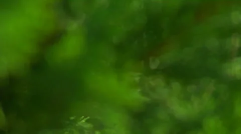 CU out of focus pine needles, RACK Stock Footage 8530108