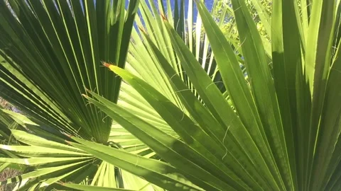 CU Palm Leaves Windy Stock Footage 134659637