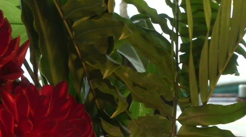 CU pan of flowers in Mexico Stock Footage 574233