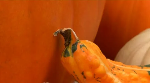 CU Pan of Gourds Video stock 12354429
