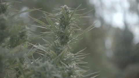 CU Pan of Marijuana Bud Vídeo Stock 37256457