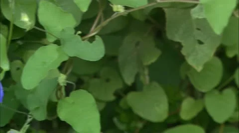 CU pan over bushes to blue flowers Video stock 22664996