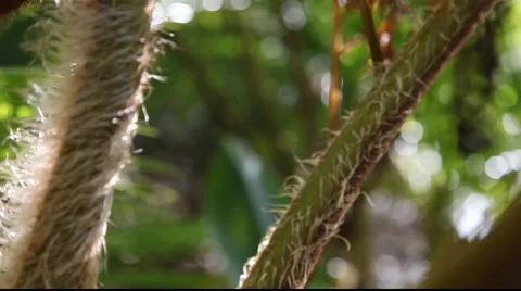 CU Pan to Tree Fern Frond unfurling Stock Footage 879712