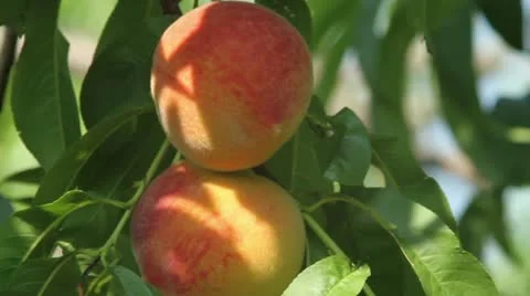 CU peaches on the tree Stock Footage 12130210