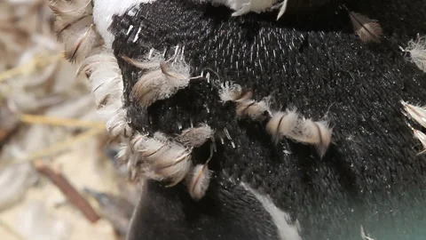 CU Penguin feathers during moulting Stock Footage 264866316