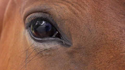 CU pony's eye blinking Stock Footage 40893070