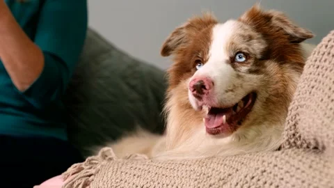 CU portrait of Dog is lying on couch. Dog pet with amazing blue eyes Stock Footage 161837234