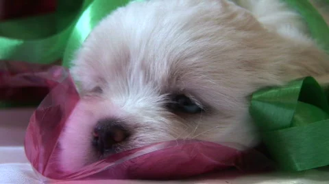 CU Puppy 1  Video stock 87379