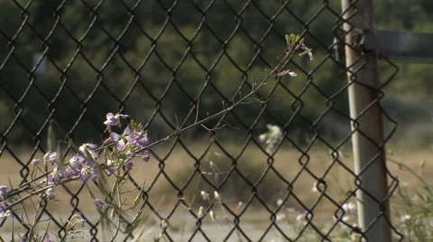 CU Purple Flowers in the Foreground, Chain Link Fence Stock Footage 4280178