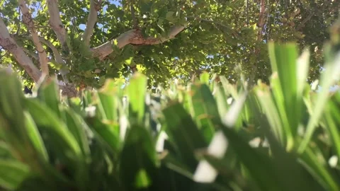 CU Rackfocus Plantlife in the Wind Vídeo Stock 134660063