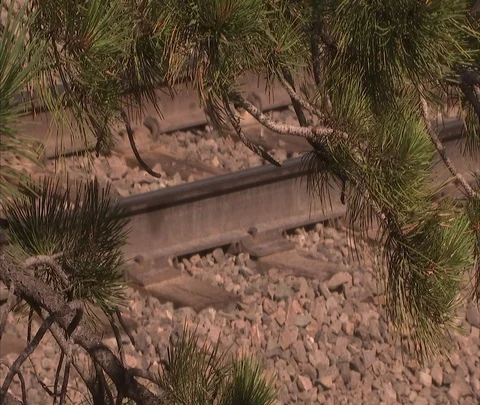 CU railroad track through pine branches Stock Footage 86691191