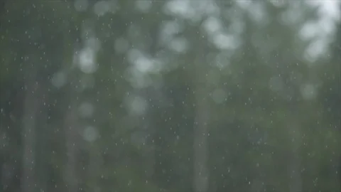 CU raindrops falling in foreground with out of focus evergreen forest behind. Stock Footage 86757632