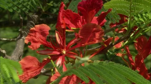 CU of red and orange flowers Stock Footage 22663578