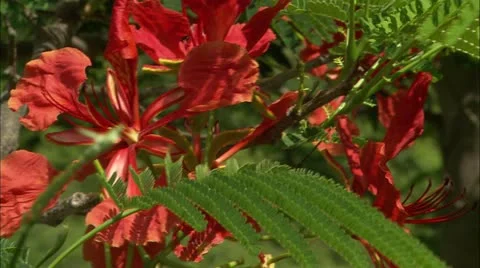 CU of red and orange flowers Video stock 22664791