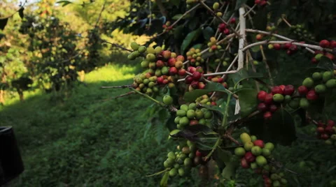 CU red coffee beans on tree, PAN off tree Stock Footage 5807354