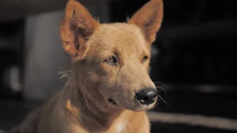 CU red-haired stray dog turn had and looks sad Stock Footage 167259324